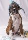 Boxer Puppies for sale in Springfield, IL 62736, USA. price: $400