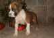 Boxer Puppies for sale in Detroit, MI, USA. price: $550