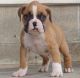 Boxer Puppies for sale in Fresno, CA 93726, USA. price: NA