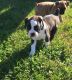 Boxer Puppies for sale in Montevallo, AL 35115, USA. price: NA