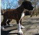Boxer Puppies for sale in Detroit, MI, USA. price: $400