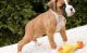 Boxer Puppies for sale in Mobile, AL, USA. price: NA