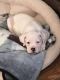 Boxer Puppies for sale in Blountville, TN 37617, USA. price: $300