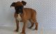 Boxer Puppies for sale in Hartford, CT 06156, USA. price: NA