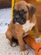 Boxer Puppies for sale in Phoenix, AZ 85078, USA. price: NA