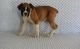 Boxer Puppies for sale in Pell City, AL, USA. price: NA