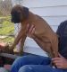 Boxer Puppies for sale in Albertson, NC 28508, USA. price: NA