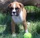 Boxer Puppies for sale in Lansing, MI, USA. price: NA