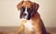 Boxer Puppies for sale in Columbus, MS, USA. price: NA