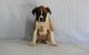 Boxer Puppies for sale in New Orleans, LA 70116, USA. price: NA