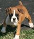 Boxer Puppies for sale in 1500 South, US-91, Logan, UT 84321, USA. price: NA