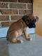 Boxer Puppies for sale in Jasper, AL, USA. price: NA