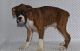 Boxer Puppies for sale in Lansing, MI 48930, USA. price: $500