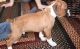 Boxer Puppies for sale in Marysville, MI, USA. price: $600