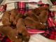 Boxer Puppies for sale in Rolla, MO, USA. price: NA