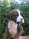Boxer Puppies for sale in Fort Myers, FL, USA. price: $900