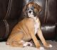 Boxer Puppies for sale in Sycamore, IL, USA. price: NA