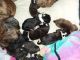 Boxer Puppies for sale in Grand Forks, ND, USA. price: $1,000