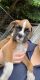 Boxer Puppies for sale in Ansonia, CT, USA. price: NA