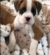 Boxer Puppies for sale in CA-1, Morro Bay, CA, USA. price: NA