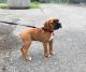 Boxer Puppies for sale in Issaquah, WA 98075, USA. price: $1,400
