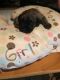 Boxer Puppies for sale in Mt Orab, OH, USA. price: $600