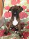 Boxer Puppies for sale in Palm Coast, FL, USA. price: NA