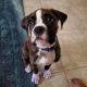 Boxer Puppies for sale in Homestead, FL, USA. price: NA