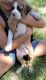 Boxer Puppies for sale in Marion, NC 28752, USA. price: NA