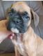 Boxer Puppies for sale in Harpers Ferry, IA 52146, USA. price: NA