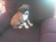 Boxer Puppies for sale in Mt Gilead, OH 43338, USA. price: NA