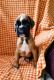 Boxer Puppies for sale in 204 Saratoga Rd, Schenectady, NY 12302, USA. price: NA