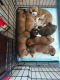Boxer Puppies for sale in Omaha, NE, USA. price: NA