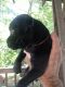 Boxer Puppies for sale in Salyersville, KY 41465, USA. price: NA