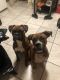 Boxer Puppies for sale in Pueblo, CO, USA. price: $800