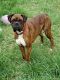 Boxer Puppies for sale in Salisbury, NC, USA. price: NA