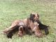 Boxer Puppies for sale in Lake Jackson, TX, USA. price: $225