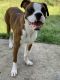 Boxer Puppies for sale in Omaha, NE, USA. price: $250
