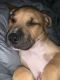 Boxer Puppies for sale in Hollywood, FL, USA. price: $150