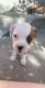 Boxer Puppies for sale in Twin Falls, ID, USA. price: $475