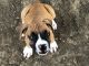 Boxer Puppies for sale in Skiatook, OK, USA. price: $300