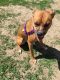 Boxer Puppies for sale in Colorado Springs, CO, USA. price: $200