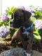 Boxer Puppies for sale in Plymouth, IN 46563, USA. price: NA