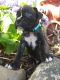 Boxer Puppies for sale in Plymouth, IN 46563, USA. price: NA