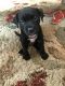 Boxer Puppies for sale in Roscommon, MI 48653, USA. price: NA