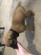 Boxer Puppies for sale in Lowell, MI 49331, USA. price: NA