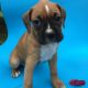 Boxer Puppies for sale in NJ-18, New Jersey, USA. price: NA