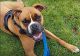 Boxer Puppies for sale in St Paul, MN 55124, USA. price: $250