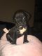 Boxer Puppies for sale in Peachtree Corners, GA, USA. price: $1,100