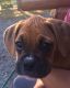 Boxer Puppies for sale in Gig Harbor, WA, USA. price: NA